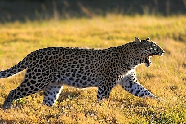 포토 JPG 해외이미지 주간 한마리 야생동물 아프리카 자연 사람없음 야외 아웃포커스 맹수 하품 표범 해외포토 자연요소 동물 1 나라 포유류 촬영기법 생태계 생리현상 파일형식 이미지허브