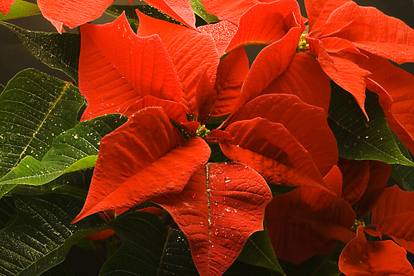 포토 JPG 해외이미지 크리스마스 겨울 사람없음 물방울 포인세티아 해외포토 계절 기념일 꽃 파일형식 이미지허브