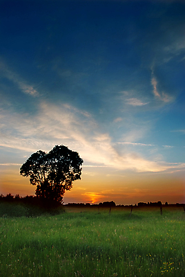 포토 JPG 해외이미지 나무 구름 해외풍경 자연 하늘 초원 사람없음 야외 일몰 봄 야간 폴란드 해외포토 자연요소 식물 해외 계절 유럽 풍경 노을 생태계 파일형식 이미지허브