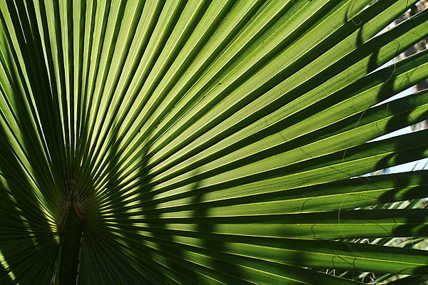 포토 JPG 해외이미지 나무 식물 섬 여행 잎 패턴 자연 휴가 휴식 건강 손바닥 사람없음 초록색 여름 야자수 상점 정원 스파 부채 숲 질감 파라다이스 플로리다 해외포토 손 계절 컬러 컨셉 무늬 미국 생태계 파일형식 이미지허브