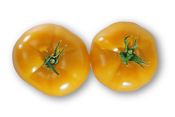 포토 JPG 해외이미지 음식 잎 2 다이어트 토마토 채소 건강 요리 사람없음 물 노란색 요식업 저녁식사 이탈리아 흰색 신선 케첩 날씬함 유기농 날것 칼로리 섬유 성분 내추럴 점심식사 고립 볼로냐 식욕 맛있는 해외포토 자연요소 식물 웰빙 유럽 산업 컬러 식사 직물 소스_음식 몸매 파일형식 이미지허브