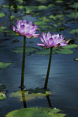 포토 JPG 해외이미지 식물 꽃잎 꽃 분홍색 사람없음 물 연못 개화 호주 해외포토 자연요소 컬러 오세아니아 파일형식 이미지허브