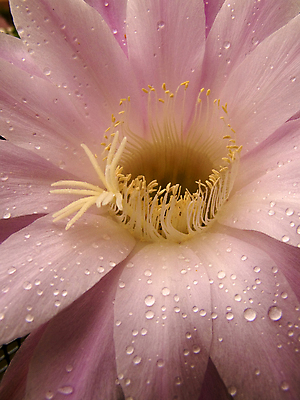 포토 JPG 해외이미지 식물 꽃잎 꽃 분홍색 꽃무늬 자연 사람없음 빨간색 여름 노란색 정원 벚꽃 물방울 신선 카네이션 해외포토 계절 컬러 무늬 생태계 파일형식 이미지허브