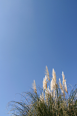 포토 JPG 해외이미지 식물 디자인 계절 줄기 백그라운드 자연 하늘 프레임 창조 사람없음 파란색 뷰티 우주 정원 내추럴 해외포토 컬러 생태계 파일형식 이미지허브