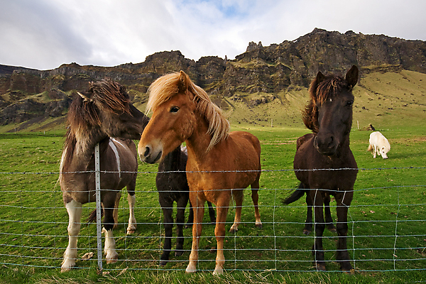 포토 JPG 해외이미지 구름 유럽 여행 장난 자연 산 거리 아이슬란드 사람없음 여름 파란색 컬러풀 맑음 흰색 그룹 호기심 시력 지역 기르기 특별함 흥미 해외포토 자연요소 계절 감정 나라 컬러 컨셉 날씨 생태계 돌봄 파일형식 이미지허브