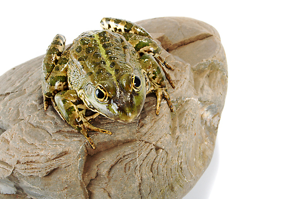 포토 JPG 해외이미지 동물 응시 야생동물 가족 자연 개구리 양서류 앉기 사람없음 초록색 반려동물 젖음 흰색 점 오브젝트 호기심 싱글 생물학 주둥이 물갈퀴 노려봄 고립 끈적임 해외포토 시선 교육 감정 컬러 컨셉 관계 모션 표정 생태계 파일형식 이미지허브