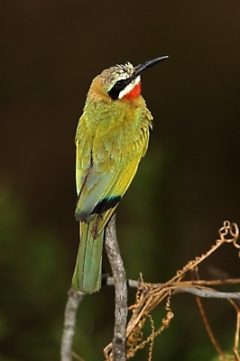 포토 JPG 해외이미지 공원 야생동물 날개 아프리카 자연 조류 사람없음 야외 빨간색 초록색 파란색 빛 컬러풀 금속 둥지 사파리 깃털 부리 남쪽 동물상 발톱 전국 집게발 해외포토 동물 공공시설 나라 컬러 발 재질 조형물 방향 생태계 파일형식 이미지허브