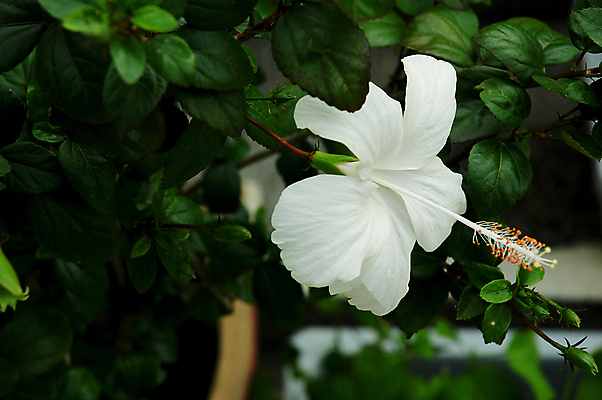 포토 JPG 해외이미지 꽃잎 꽃 자연 건강 사람없음 장식 빨간색 여름 뷰티 활발 벚꽃 꽃술 신선 허브 관목 하와이 말레이시아 꽃수술 히비스커스 해외포토 나무 식물 계절 아시아 컬러 컨셉 미국 생태계 파일형식 이미지허브