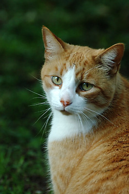 포토 JPG 해외이미지 동물 사람없음 반려동물 고양이 해외포토 포유류 파일형식 이미지허브