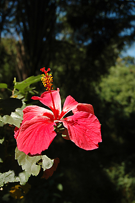 포토 JPG 해외이미지 주간 나무 잎 자연 사람없음 야외 빨간색 히비스커스 해외포토 자연요소 식물 꽃 컬러 생태계 파일형식 이미지허브