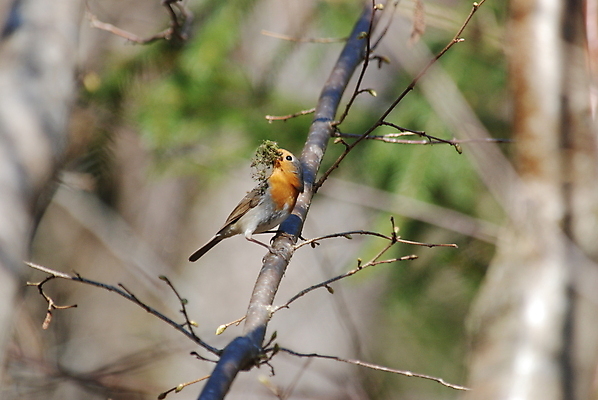 포토 JPG 해외이미지 나무 조류 사람없음 봄 해외포토 식물 동물 계절 파일형식 이미지허브