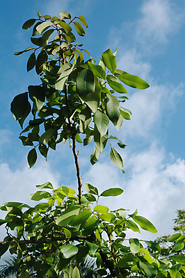 포토 JPG 해외이미지 식물 줄기 잎 자연 하늘 사람없음 초록색 파란색 평화 고요 봄 성장 나뭇가지 신선 막대기 해외포토 나무 계절 컬러 컨셉 생태계 파일형식 이미지허브