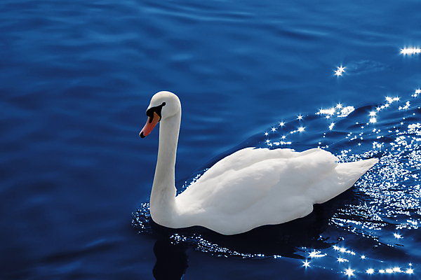 포토 JPG 해외이미지 주간 한마리 호수 사람없음 야외 백조 해외포토 자연요소 1 조류 파일형식 이미지허브