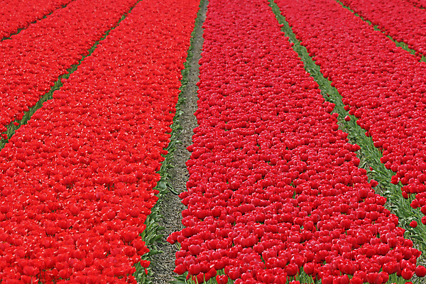 포토 JPG 해외이미지 식물 꽃 백그라운드 봄꽃 사람없음 빨간색 봄 튤립 네덜란드 썩음 해외포토 계절 유럽 컬러 파일형식 이미지허브