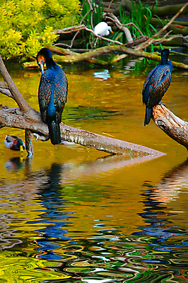 포토 JPG 해외이미지 나무 식물 동물 호수 야생동물 날개 자연 조류 오리 서기 사람없음 초록색 물 반사 나뭇가지 연못 깃털 기중기 부리 내추럴 그리너리 해외포토 자연요소 컬러 모션 중장비 생태계 파일형식 트랜드컬러 이미지허브