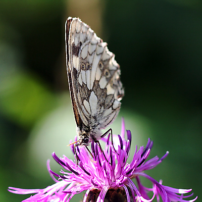 포토 JPG 해외이미지 식물 동물 꽃 야생동물 나비 곤충 백그라운드 패턴 날개 자연 날리기 안테나 사람없음 야외 초록색 여름 컬러풀 갈색 환경 검은색 벚꽃 흰색 점 개화 닫기 제비꽃 꿀 나방 내추럴 생태학 해외포토 계절 교육 컬러 무늬 통신 모션 생태계 파일형식 이미지허브