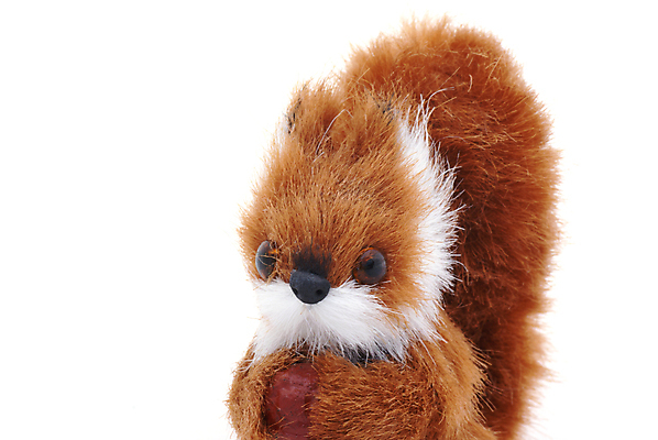 포토 JPG 해외이미지 신체 포유류 발 털 사람없음 목재 머리카락 머리 견과류 흰색 달콤 콧수염 묘사 코 꼬리 다람쥐 귀 호두 도토리 고립 양털 해외포토 나무 동물 컬러 재료 수염 신체부위 맛 설치류 파일형식 이미지허브