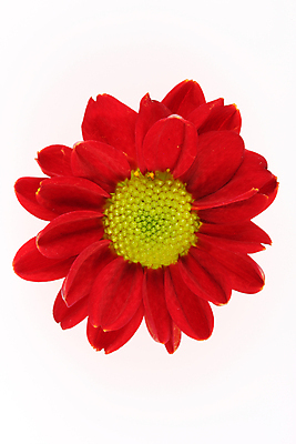 포토 JPG 해외이미지 식물 꽃 사람없음 빨간색 여름 뷰티 흰색 묘사 질감 꽃가루 내추럴 해외포토 계절 컬러 가루 파일형식 이미지허브