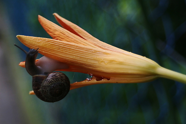 포토 JPG 해외이미지 식물 동물 꽃 오렌지 자연 사람없음 야외 갈색 검은색 느림 동물상 해외포토 컬러 과일 조형물 생태계 파일형식 이미지허브