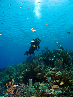 포토 JPG 해외이미지 스포츠 바다 섬 휴가 어류 가면 한명 물 파란색 수중 수영 부채 산호 호흡 탱크 지느러미 암초 해외포토 자연요소 1 컬러 사람 수중동물 수상스포츠 자포동물 파일형식 이미지허브