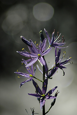 포토 JPG 해외이미지 식물 계절 꽃잎 꽃 백그라운드 자연 씨앗 사람없음 가로 초록색 빛 컬러풀 한개 뷰티 정원 보라색 활발 벚꽃 매끈함 작음 환경보전 유기농 질감 화단 채소밭 해외포토 1 웰빙 컬러 컨셉 밭 감각 크기 사회이슈 생태계 파일형식 이미지허브
