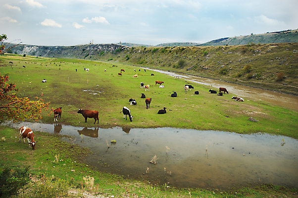 포토 JPG 해외이미지 주간 사람없음 야외 가축 시골 소 방목 웅덩이 해외포토 자연요소 동물 포유류 축산업 파일형식 이미지허브