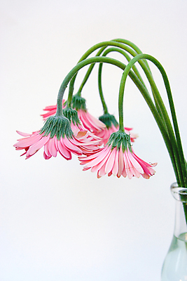 포토 JPG 해외이미지 식물 꽃 분홍색 함께함 사람없음 그룹 데이지 내추럴 해외포토 컬러 컨셉 파일형식 이미지허브