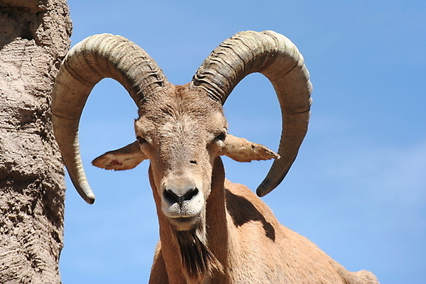 포토 JPG 해외이미지 동물 남자 야생동물 자연 염소 털 뿔 사람없음 야외 머리 모피 날카로움 노려봄 해외포토 포유류 표정 사람 신체부위 생태계 파일형식 이미지허브
