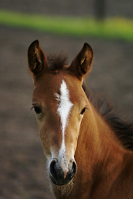 포토 JPG 해외이미지 동물 포유류 사람없음 농장 목장 달콤 코 귀 망아지 밭일 해외포토 새끼 농업 신체부위 말_동물 맛 파일형식 이미지허브
