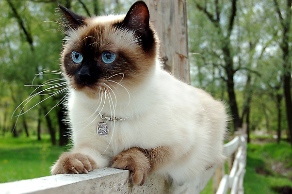 포토 JPG 해외이미지 동물 응시 자연 털 앉기 사람없음 파란색 울타리 반려동물 노란색 고양이 표현 관찰 달콤 작음 민들레 호기심 꼬리 솜털 해외포토 시선 꽃 감정 컬러 컨셉 포유류 모션 담장 맛 크기 생태계 파일형식 이미지허브