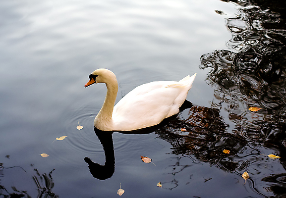 포토 JPG 해외이미지 주간 한마리 호수 사람없음 야외 백조 해외포토 자연요소 1 조류 파일형식 이미지허브