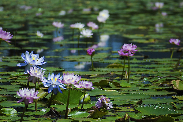 포토 JPG 해외이미지 식물 꽃잎 꽃 분홍색 사람없음 물 개화 호주 습지 해외포토 자연요소 컬러 오세아니아 파일형식 이미지허브