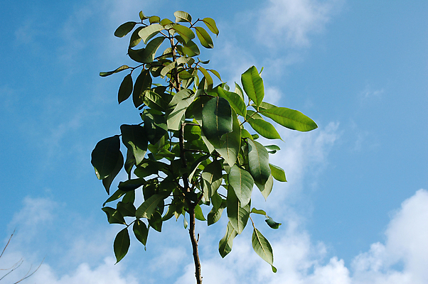 포토 JPG 해외이미지 식물 줄기 잎 자연 하늘 사람없음 초록색 파란색 평화 고요 봄 성장 나뭇가지 신선 막대기 해외포토 나무 계절 컬러 컨셉 생태계 파일형식 이미지허브