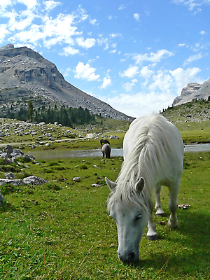 포토 JPG 해외이미지 동물 야생동물 밭 포유류 자연 산 사람없음 초록색 머리 이탈리아 승마 카우보이 갈기 안장 굴레 해외포토 유럽 스포츠 컬러 농업 신체부위 생태계 파일형식 이미지허브