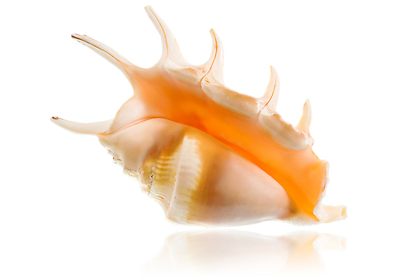 포토 JPG 해외이미지 모양 동물 야생동물 바다 자연 조개 열대 생물 연체동물 나선형 미술 해변 사람없음 물 컬러풀 뷰티 반사 수중 껍질 흰색 소라 묘사 오브젝트 다이빙 질감 생물학 보물 리빙 고립 이국적 파라다이스 세련 해외포토 자연요소 교육 컬러 무늬 문화예술 어패류 무척추동물 수영 생태계 수중스포츠 파일형식 이미지허브