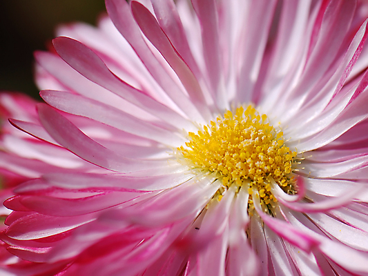 포토 JPG 해외이미지 식물 계절 꽃잎 꽃 분홍색 꽃무늬 밭 자연 사람없음 초록색 컬러풀 뷰티 농장 환경 정원 맑음 봄 벚꽃 흰색 시골 신선 닫기 제비꽃 데이지 내추럴 해외포토 컬러 무늬 농업 모션 날씨 생태계 파일형식 이미지허브