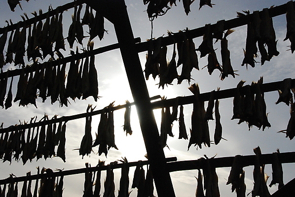 포토 JPG 해외이미지 노르웨이 어류 사람없음 파란색 검은색 야간 해외포토 자연요소 유럽 컬러 수중동물 파일형식 이미지허브