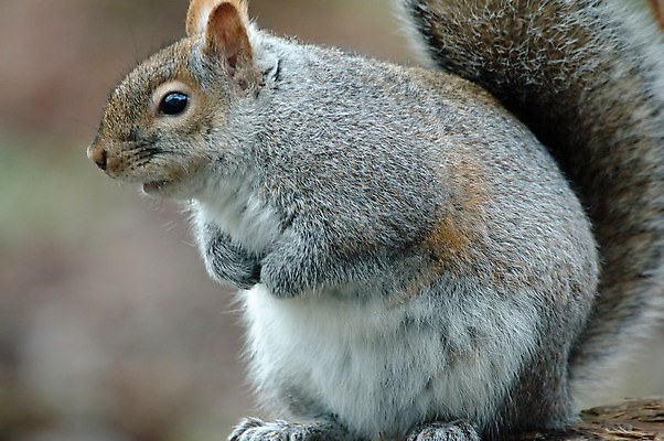 포토 JPG 해외이미지 동물 야생동물 포유류 자연 사람없음 회색 다람쥐 동물상 해외포토 컬러 조형물 설치류 생태계 파일형식 이미지허브