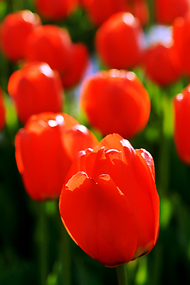 포토 JPG 해외이미지 식물 꽃잎 꽃 꽃무늬 밭 자연 부활절 사람없음 장식 초록색 여름 빛 컬러풀 뷰티 농장 정원 봄 튤립 원예 해외포토 계절 기념일 컬러 무늬 농업 취미 생태계 파일형식 이미지허브