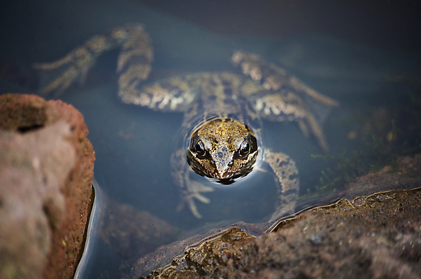포토 JPG 해외이미지 동물 1 호수 개구리 양서류 사람없음 물 강 갈색 머리 수영 연못 개울 혼자 해외포토 자연요소 컬러 신체부위 수상스포츠 파일형식 이미지허브