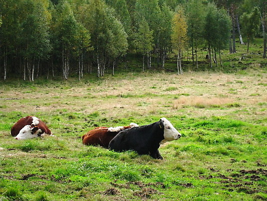포토 JPG 해외이미지 독일 노르웨이 사람없음 죽음 성 공군 러시아 해군 소련 해외포토 건축물 유럽 군대 파일형식 이미지허브