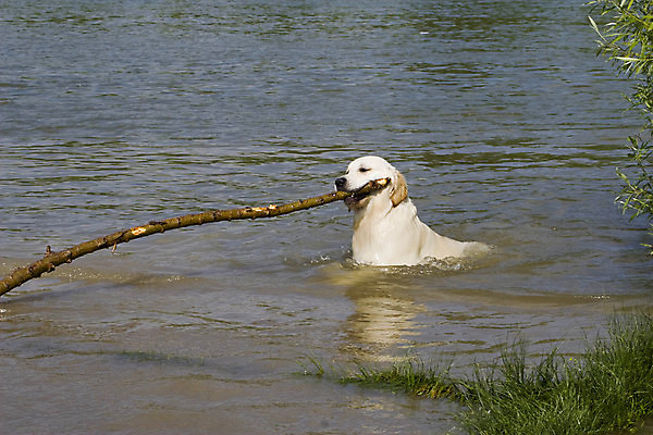 포토 JPG 해외이미지 동물 놀이 사람없음 야외 초록색 물 파란색 강 태양 가축 잡기 막대기 개 골든리트리버 강아지 송곳니 다뉴브강 해외포토 자연요소 컬러 포유류 모션 반려동물 리트리버 치아 파일형식 이미지허브