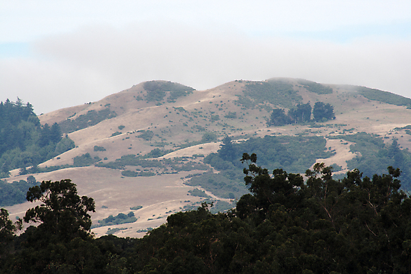 포토 JPG 해외이미지 나무 공원 자연 풍경 사람없음 야외 안개 캘리포니아 슬로프 해외포토 식물 공공시설 날씨 스키장 미국 생태계 파일형식 이미지허브