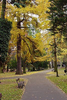 포토 JPG 해외이미지 나무 공원 길 잎 벤치 오렌지 사람없음 노란색 가을 해외포토 식물 계절 공공시설 컬러 의자 과일 파일형식 이미지허브