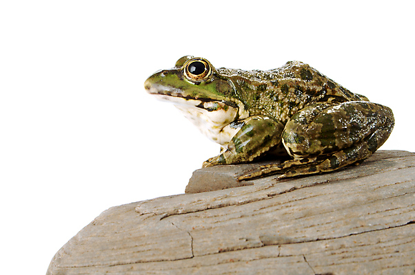 포토 JPG 해외이미지 동물 응시 야생동물 가족 자연 개구리 양서류 앉기 사람없음 초록색 반려동물 젖음 흰색 점 오브젝트 호기심 싱글 생물학 주둥이 물갈퀴 노려봄 고립 끈적임 해외포토 시선 교육 감정 컬러 컨셉 관계 모션 표정 생태계 파일형식 이미지허브