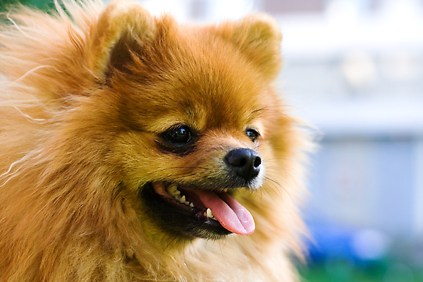 포토 JPG 해외이미지 동물 새끼 포유류 사람없음 야외 반려동물 갈색 맑음 개 강아지 선탠 모피 솜털 송곳니 유래 포메라니안 해외포토 컬러 날씨 치아 파일형식 이미지허브