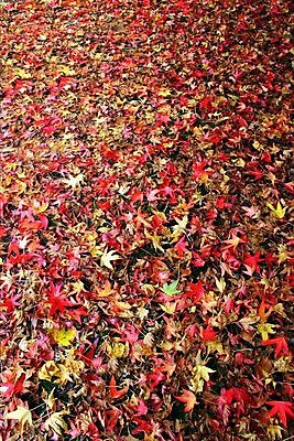 포토 JPG 해외이미지 잎 오렌지 사람없음 빨간색 노란색 카펫 땅바닥 해외포토 식물 컬러 과일 바닥 파일형식 이미지허브