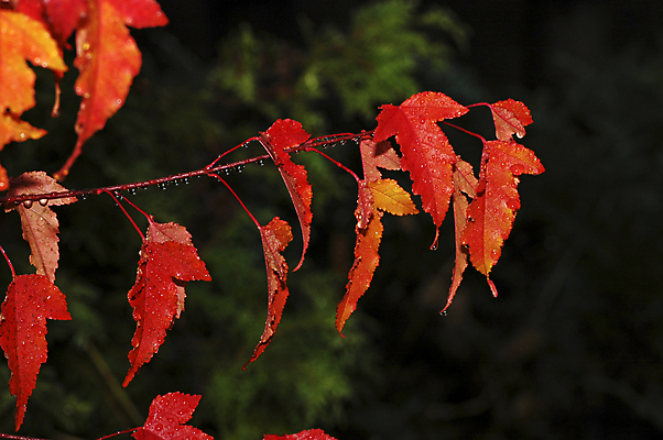 포토 JPG 해외이미지 주간 단풍 낙엽 자연 풍경 사람없음 야외 빨간색 가을풍경 가을 이슬 해외포토 자연요소 계절 컬러 잎 생태계 파일형식 가을_계절 이미지허브