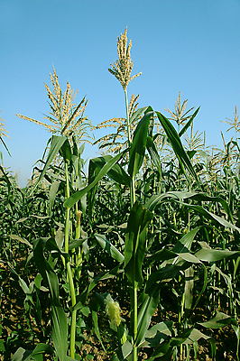 포토 JPG 해외이미지 식물 음식 줄기 잎 밭 농업 다이어트 채소 과일 자연 옥수수 씨앗 사람없음 초록색 농작물 농장 봄 수확 성장 시골 신선 낟알 시리얼 알맹이 날것 귀 밭일 숙성 해외포토 계절 산업 컬러 곡류 건강 신체부위 생태계 파일형식 이미지허브