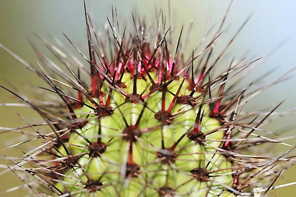 포토 JPG 해외이미지 식물 자연 선인장 건조 사람없음 빨간색 초록색 사막 바늘 가시 척추 날카로움 애리조나 해외포토 컬러 뼈 미국 도구 생태계 파일형식 이미지허브